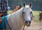 MP Stable45